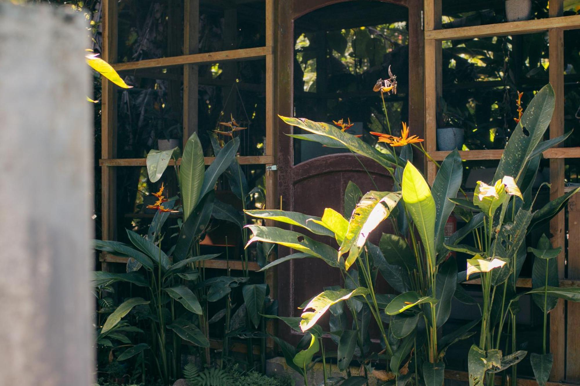 Casa De Mono Bocas Bed & Breakfast Big Creek Exterior foto